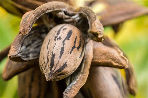 Harvesting and Storing Pecans This Fall | The Bibb Voice