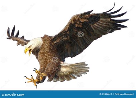 Bald Eagle Spreading Its Wings In Alaska Royalty-Free Stock Photography | CartoonDealer.com ...