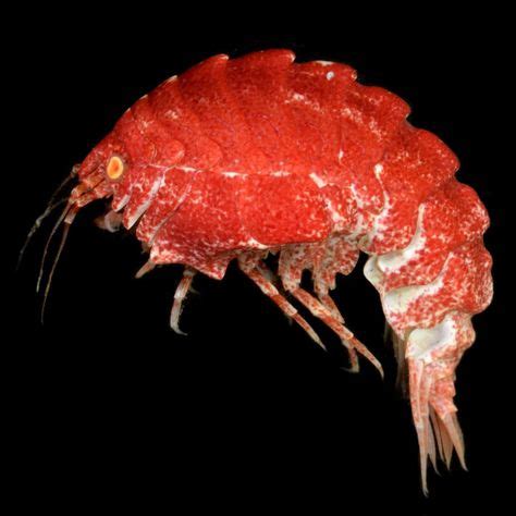 100+ Malacostraca ideas in 2020 | crustaceans, sea creatures, ocean ...