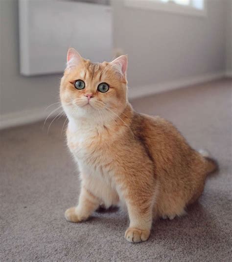 Short Hair Cat Breeds Uk - Pets Lovers