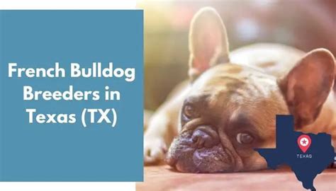 8 French Bulldog Breeders in Texas (TX) | French Bulldog Puppies for ...