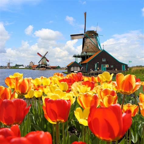 Dutch tulips and windmills stock image. Image of rural - 26366891