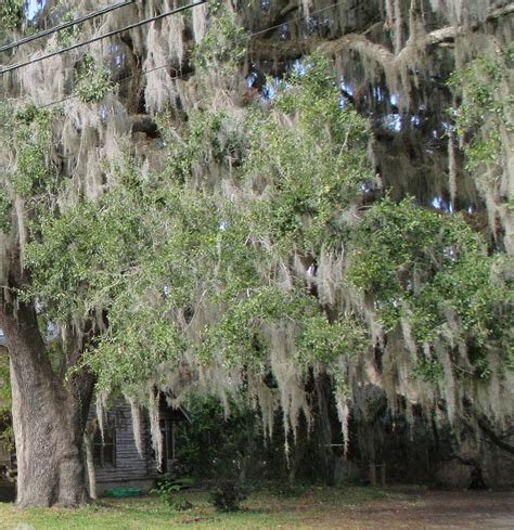 Spanish Moss in Northern Florida Photograph by Kathy Horn