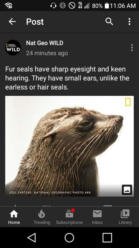 Pin by Calib Smith on nat geo animal facts | Animal facts, Fur seal, Photo