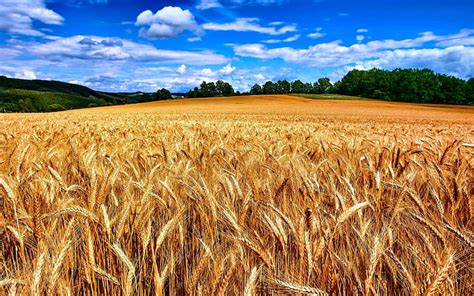 Wheat Harvest Wallpaper