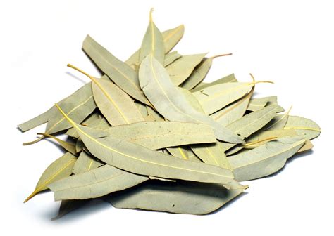 Organic Eucalyptus Leaves TBC | Eucalyptus Globulus | Cultivator Natural Products