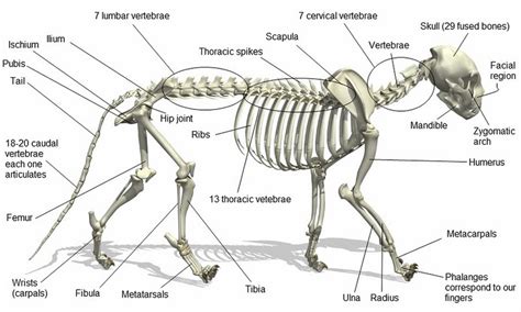 Biology - Tigers