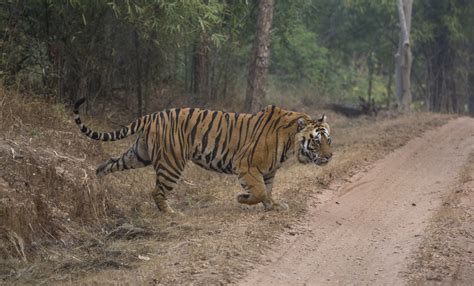 Bandhavgarh National Park Tiger sighting summary for season 2017-2018