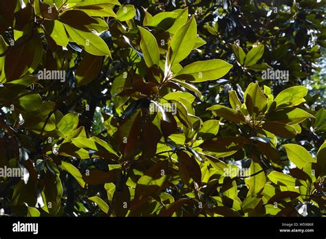 Southern magnolia tree hi-res stock photography and images - Alamy