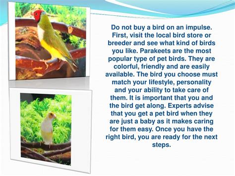 PPT - Effective Ways to Take Care of Birds PowerPoint Presentation ...