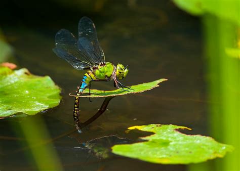 Macro Photography of Dragonfly · Free Stock Photo