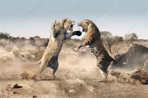 Lion Vs Tiger Fight