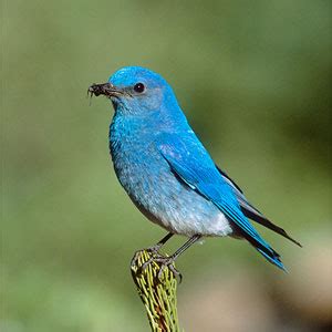 Texas Birds: Bluebirds