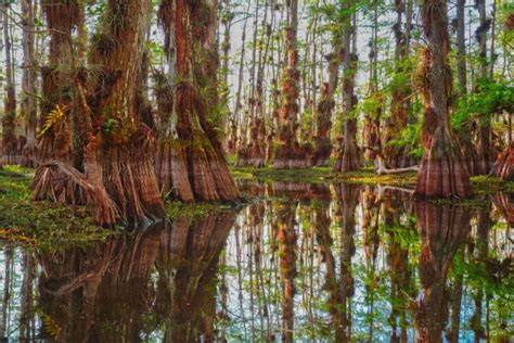 Big Cypress National Preserve: 6 ways to explore Everglades