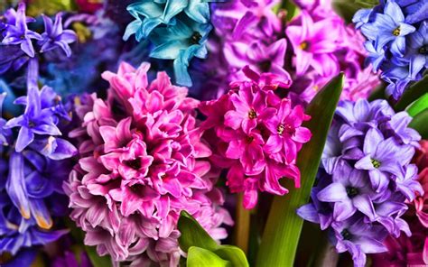 Download wallpapers colorful hyacinths, HDR, macro, beautiful flowers, hyacinths, Hyacinthus ...