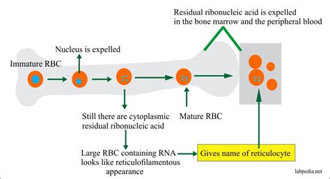 Reticulocyte count (retic count) and interpretations