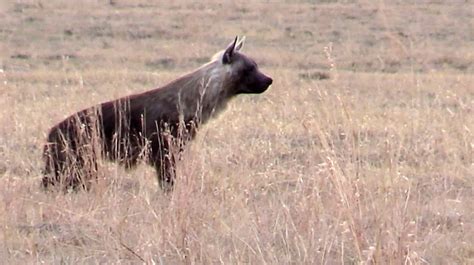 Poof! Aardvark disappears, leaves chasing hyena bewildered