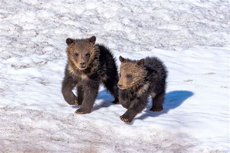 Grizzly Bear Cubs in Snow - Jeff Bernhard Photography