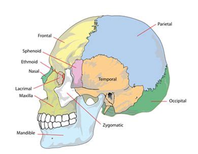 Human skull anatomy, Headache location, Bones of the head