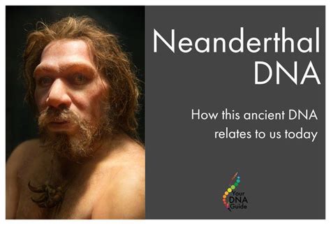 The Ancient DNA of Neanderthals | Dna, Neanderthal, Family tree dna