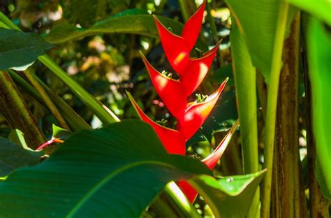 Caribbean Plants & Flowers Photographs | Roger Jett Photography