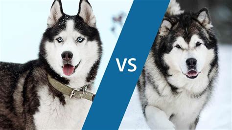 The Difference Between Huskies and Malamutes - Snowdog Guru