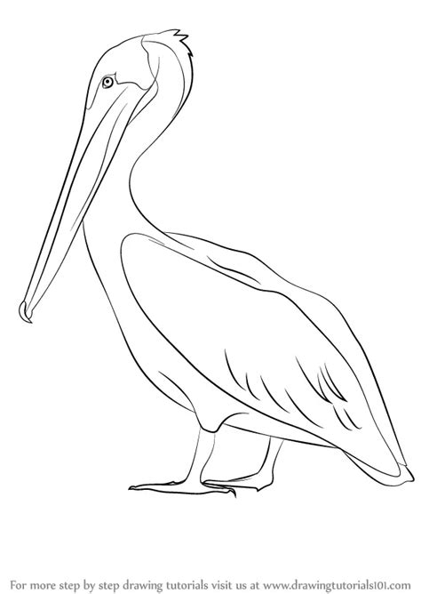 How to Draw a Brown Pelican (Sea Water Animals) Step by Step | DrawingTutorials101.com