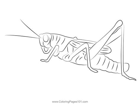 Animal Cricket Insect Coloring Page | Insect coloring pages, Cricket ...