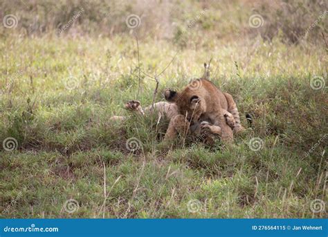 Lion Family with Young Lions. in a Savanna Landscape after the Hunt Stock Image - Image of kenia ...