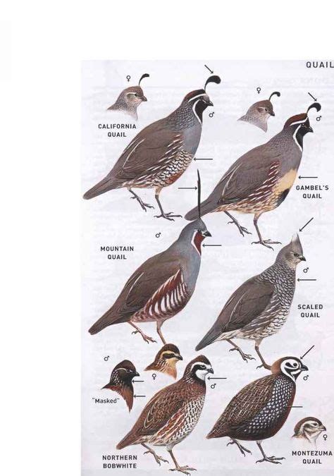 New World Quail Family Odontophoridae - American Birds | Quail, Birds