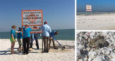 Rookery Bay Protects Beach Nesting Birds with Seasonal Closing of Second Chance Island Critical ...