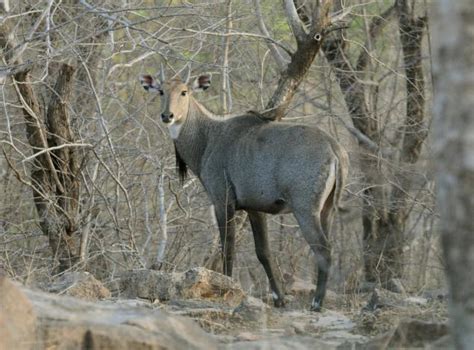 Cannundrums: Nilgai Antelope Shoulder Roast