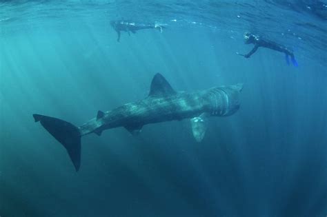 Basking Shark Size Comparison To Human