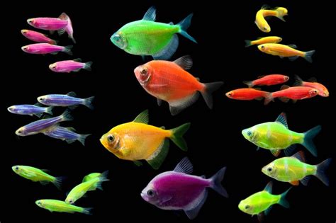 Do Neon Tetra Fish Glow In The Dark - Din Aquarium Fish