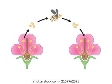 Cross Pollination Diagram