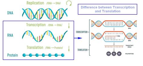 Transcription And Translation Steps