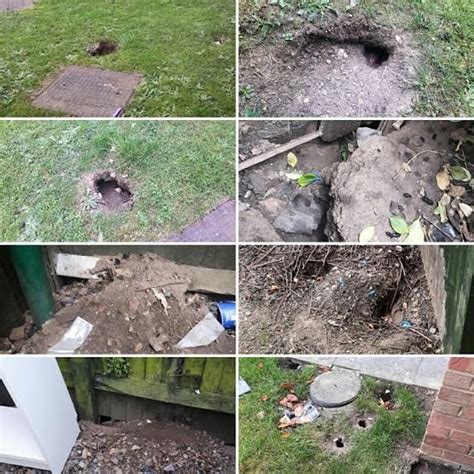 List 92+ Wallpaper Pictures Of Rat Holes In Yard Latest