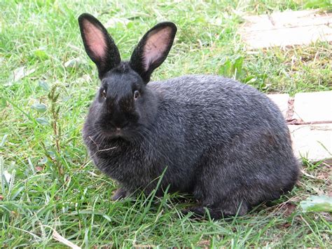 Silver Fox Rabbit: Facts, Temperament, and Care, with Pictures