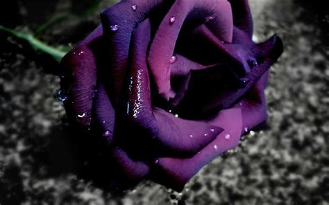 Purple Rose Wallpaper Download ~ Purple Rose Roses Wallpaper Dark Beautiful Wallpapers Hd ...