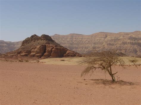 12 Degrees of Freedom: A "champion of improbable plants" brings trees ...