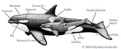 Pin on Animal Anatomy Project: ORCA