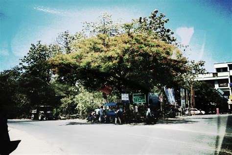 Tree shade in Musiri Town, Tamil Nadu, India | Snap_me_more | Flickr