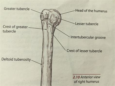 Lesser Tubercle Of Humerus