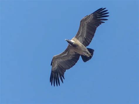 What Birds of Prey can you see in India? (10 Species with Pictures ...