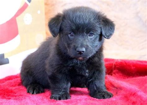 Pembroke Welsh Corgi-Poodle (Miniature) Mix puppy for sale in MOUNT JOY, PA. ADN-54602 on ...