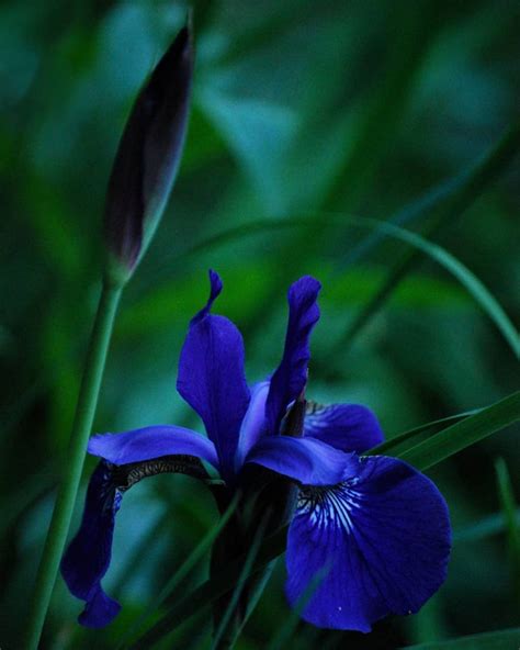 Iris flower meaning • History and origins • Interesting facts