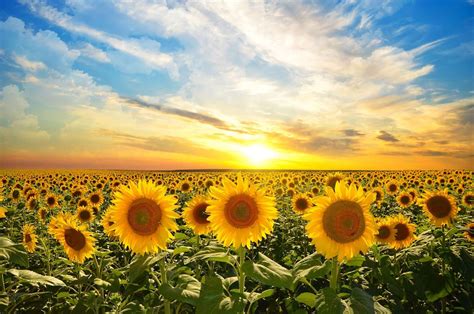 Zonnebloemen bij zonsopkomst fotobehang - Fotobehang.nl