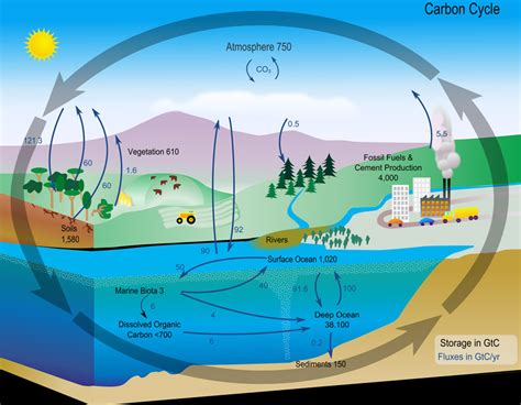 Carbon Cycle Diagram from NASA | Center for Science Education