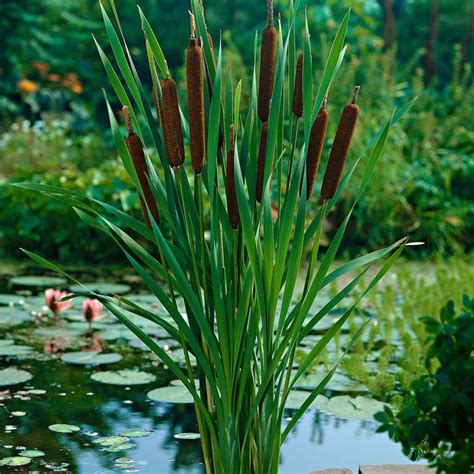 Lesser bulrush Typha angustifolia brown - Marsh plant, Water plant | Water plants, Plants, Pond ...