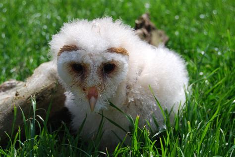 BARN OWL BABY STOCK 3 by Theshelfs on DeviantArt